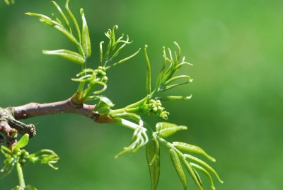 Phellodendron amurense - korkovník amurský (jarní listy)